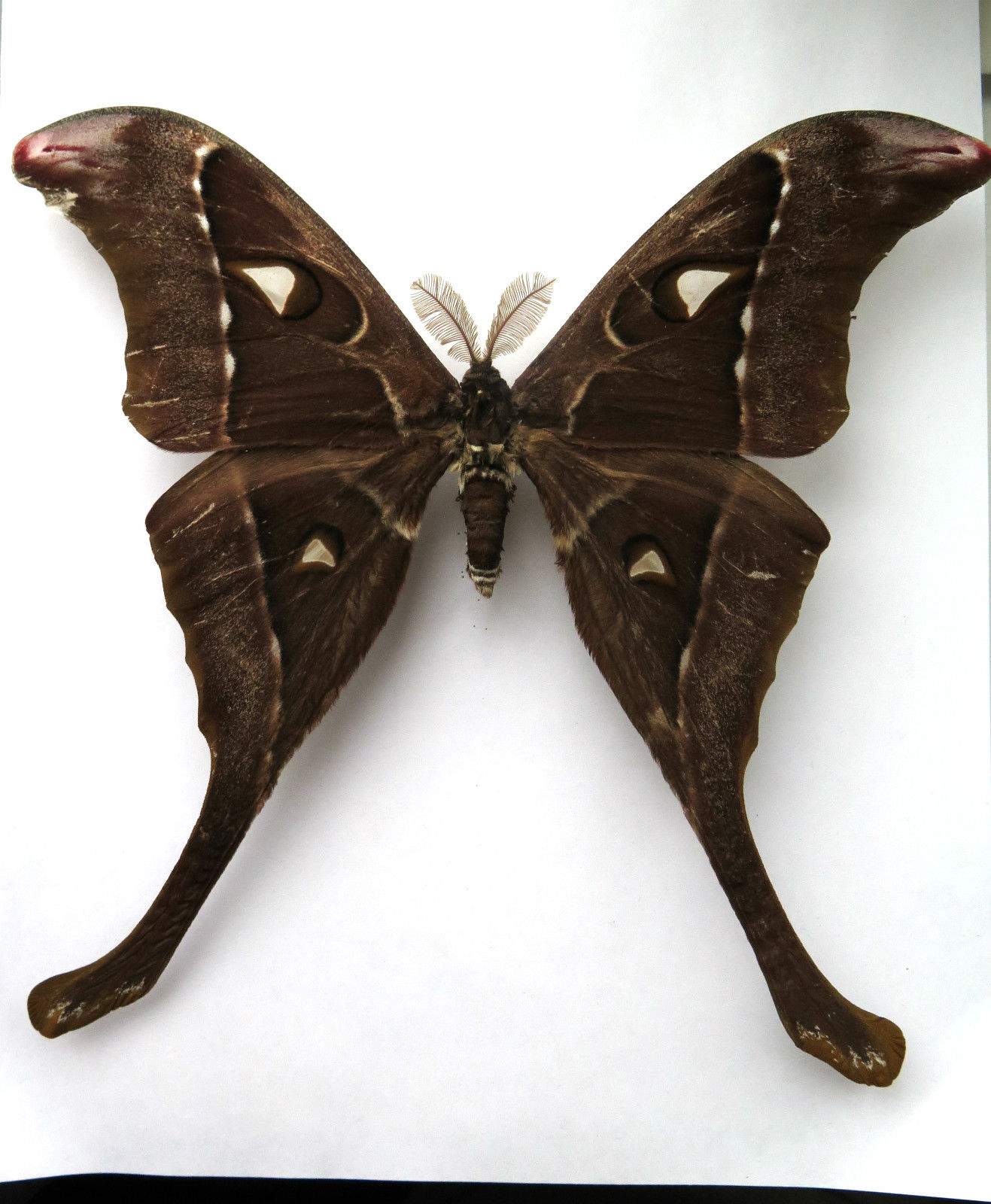 Coscinocera hercules male (black form,australia) (Internet Image property of respective owner, non-commercial use only)